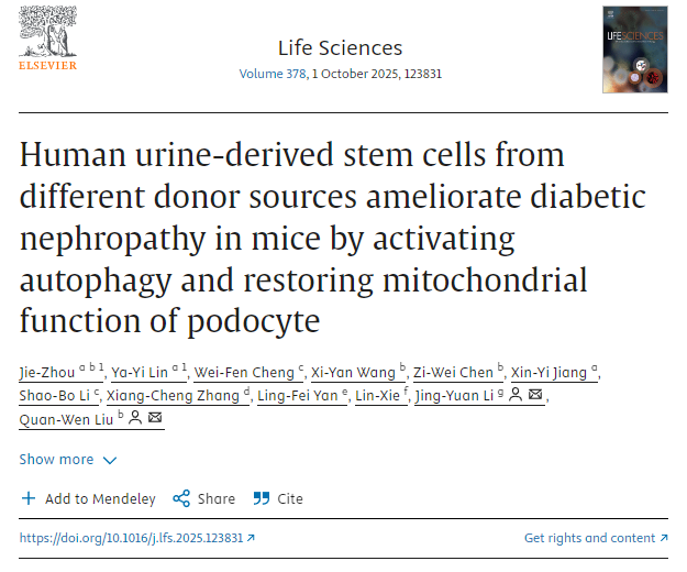 不同供體來源的人尿干細(xì)胞通過激活自噬和恢復(fù)足細(xì)胞線粒體功能改善小鼠糖尿病腎病 不同供體來源的人尿干細(xì)胞通過激活自噬和恢復(fù)足細(xì)胞線粒體功能改善小鼠糖尿病腎病