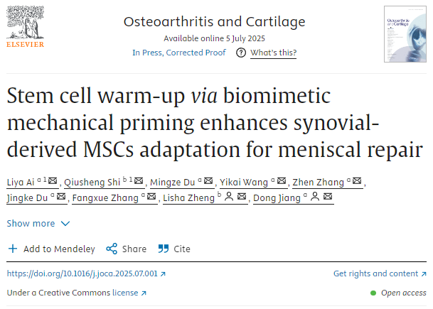 通過仿生機械啟動進行干細胞預熱 可增強滑膜來源的MSCs對半月板修復的適應性 通過仿生機械啟動進行干細胞預熱
可增強滑膜來源的MSCs對半月板修復的適應性