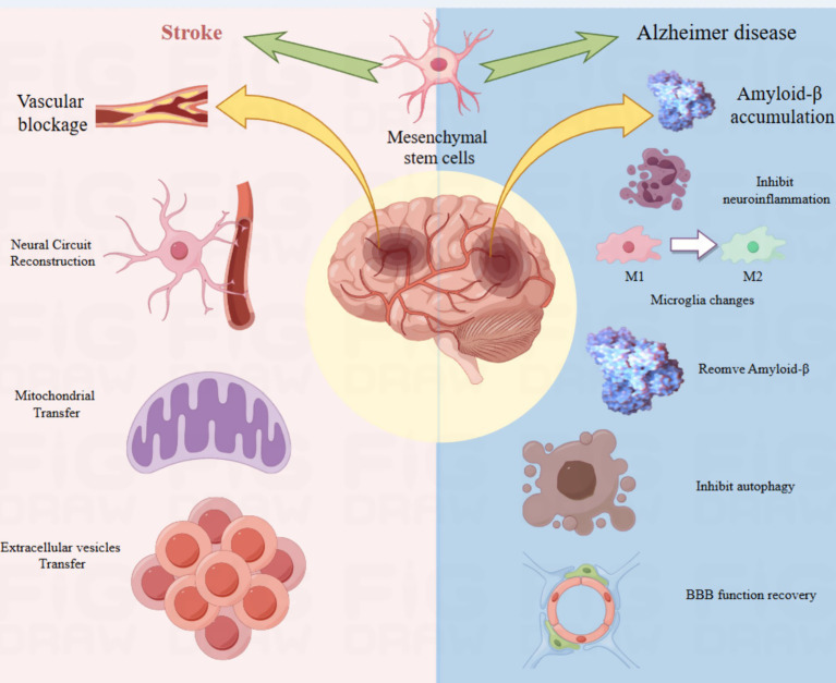 圖4:該圖說明了間充質干細胞在神經發生中的作用機制。 圖4:該圖說明了間充質干細胞在神經發生中的作用機制。
