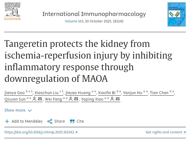 橘皮素通過下調(diào)MAOA抑制炎癥反應(yīng)，保護腎臟免受缺血再灌注損傷
