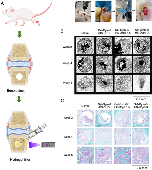 Gel-Gym/HS-Dopa水凝膠用于骨損傷治療的實(shí)驗(yàn)結(jié)果