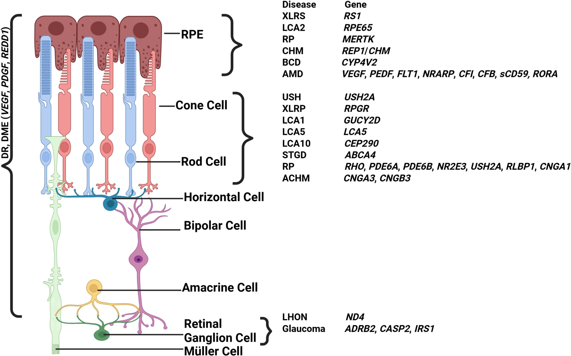 圖3:視網膜退行性疾病及相關基因示意圖。 圖3:視網膜退行性疾病及相關基因示意圖。
