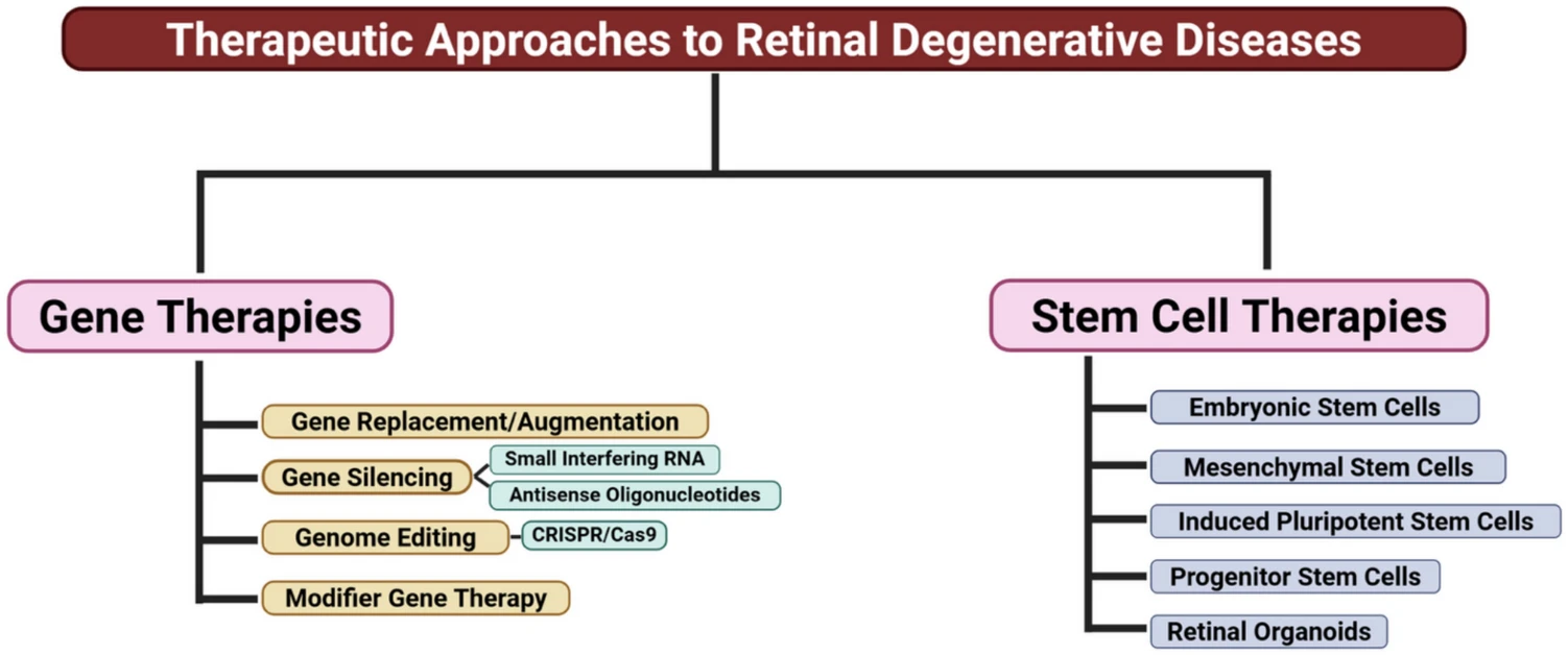 圖1:視網膜退行性疾病潛在治療方法流程圖 圖1:視網膜退行性疾病潛在治療方法流程圖