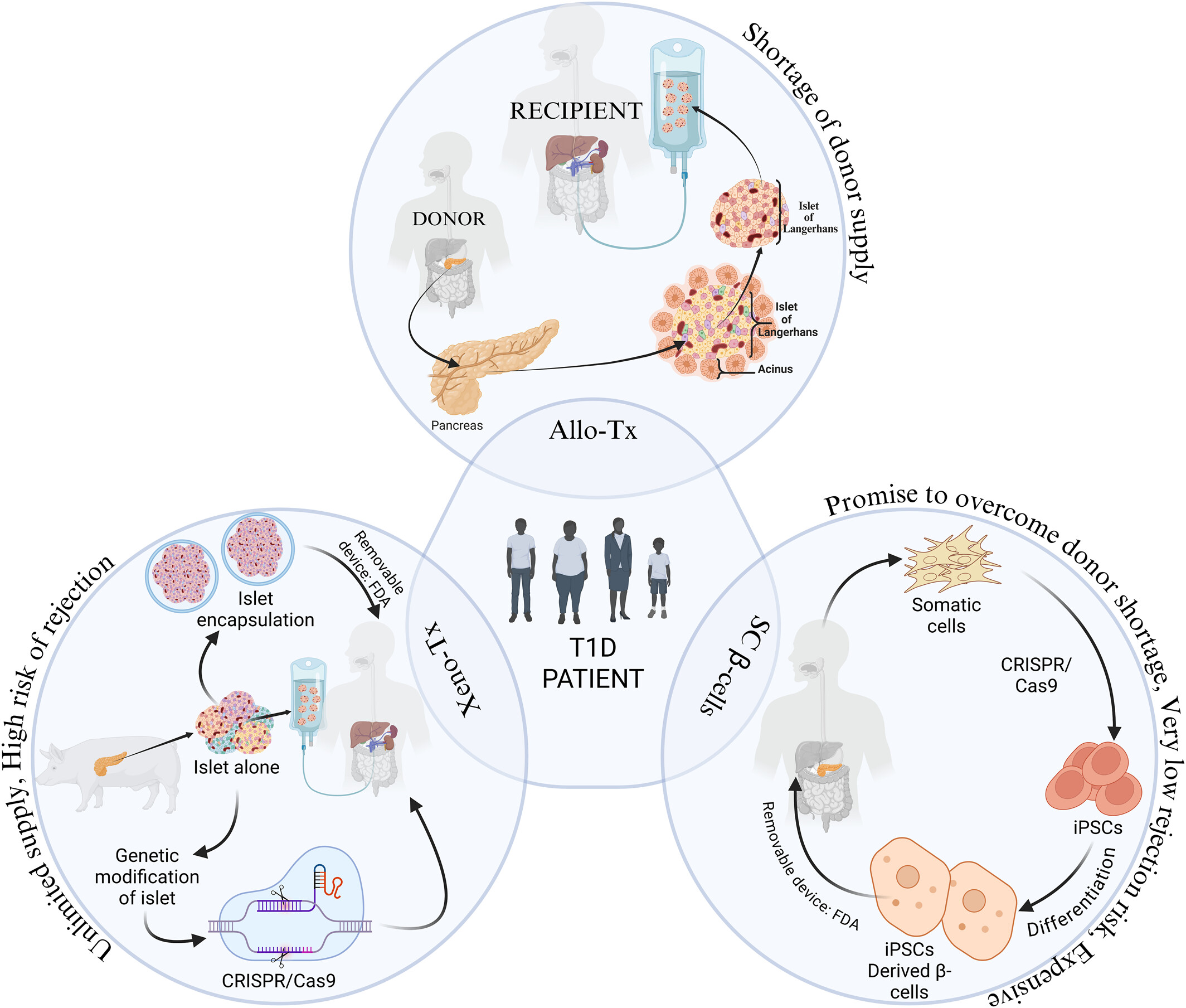 圖1：1型糖尿病 (T1D) 中胰島β細胞替代的可能細胞和分子策略。