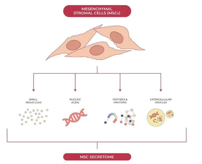 基于間充質干細胞的人類疾病治療具有雙重益處:組織再生和釋放支持全身愈合的生物活性分子。 基于間充質干細胞的人類疾病治療具有雙重益處:組織再生和釋放支持全身愈合的生物活性分子。