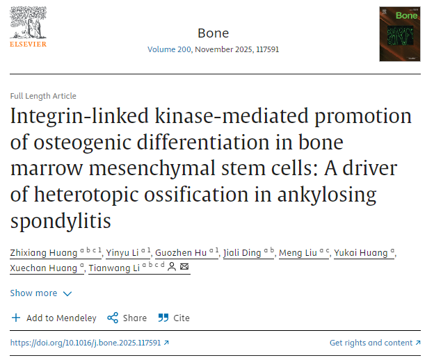 整合素連接激酶介導促進骨髓間充質干細胞成骨分化:強直性脊柱炎異位骨化的驅動因素 整合素連接激酶介導促進骨髓間充質干細胞成骨分化:強直性脊柱炎異位骨化的驅動因素