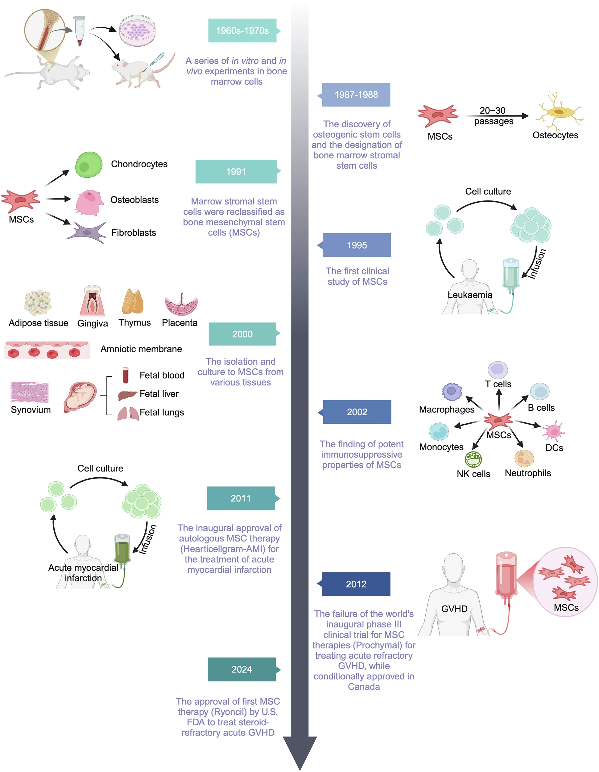 圖1:MSCs及其相關(guān)治療研究的歷史和里程碑。 圖1:MSCs及其相關(guān)治療研究的歷史和里程碑。