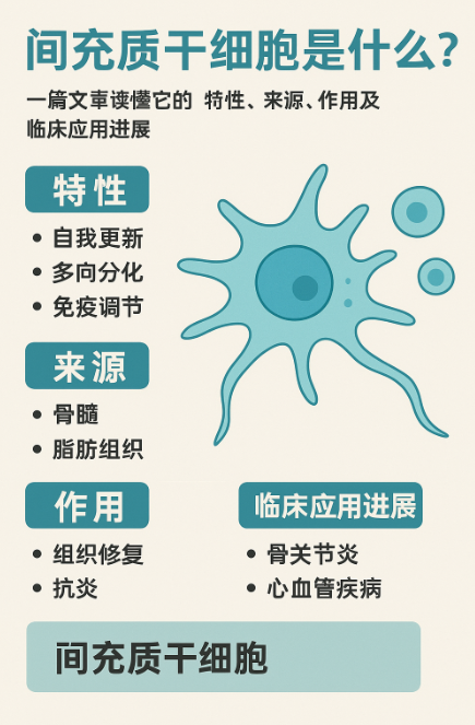 間充質(zhì)干細(xì)胞是什么?一篇文章讀懂它的特性、來源、作用及臨床應(yīng)用進展 間充質(zhì)干細(xì)胞是什么?一篇文章讀懂它的特性、來源、作用及臨床應(yīng)用進展