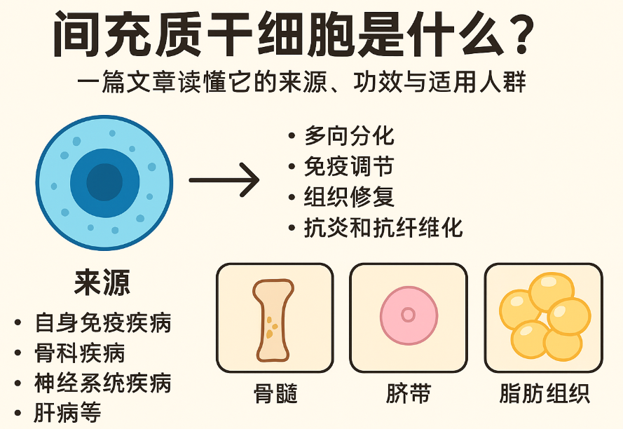 間充質(zhì)干細(xì)胞是什么?一篇文章讀懂它的來源、功效與適用人群 間充質(zhì)干細(xì)胞是什么?一篇文章讀懂它的來源、功效與適用人群