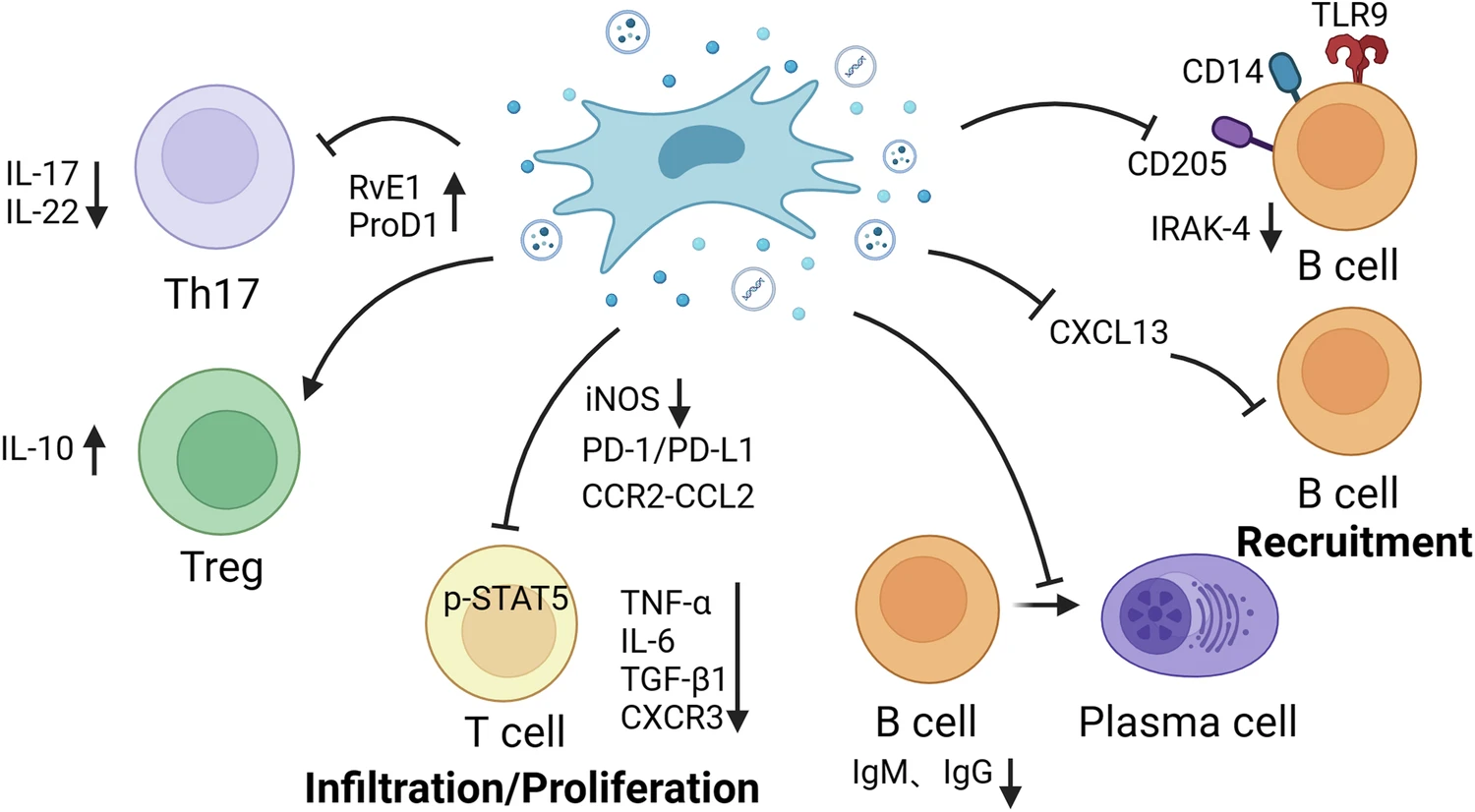 圖2：MSCs調節適應性免疫細胞。