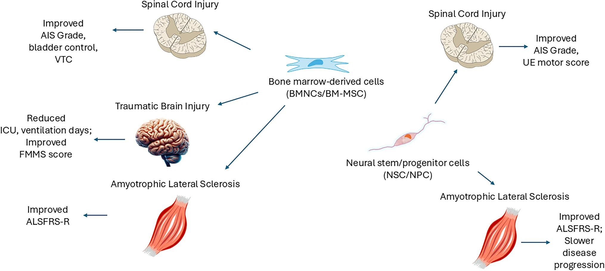 圖2：骨髓有核細胞和骨髓間充質(zhì)細胞在神經(jīng)創(chuàng)傷和神經(jīng)退行性疾病中的潛在治療效果