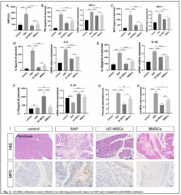 圖3:UC-MSCS輸注在緩解SAP小鼠膚腺損傷方面比BMSCS輸注更為有效
圖3:UC-MSCS輸注在緩解SAP小鼠膚腺損傷方面比BMSCS輸注更為有效