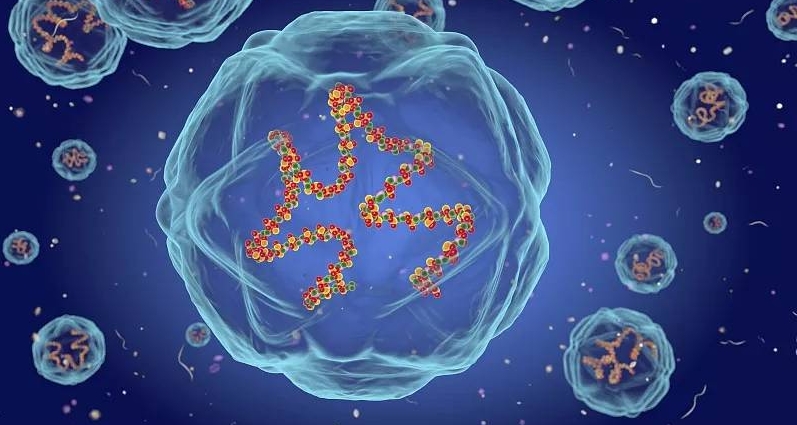 免疫調(diào)節(jié) 免疫調(diào)節(jié)