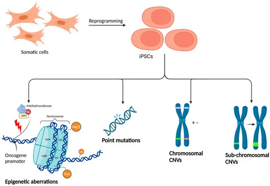 圖3：iPSC誘導引起的潛在遺傳和表觀遺傳改變。