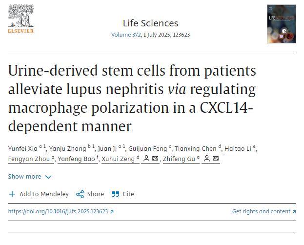 患者尿液來源的干細胞通過CXCL14依賴性方式調節巨噬細胞極化,從而緩解狼瘡性腎炎 患者尿液來源的干細胞通過CXCL14依賴性方式調節巨噬細胞極化,從而緩解狼瘡性腎炎