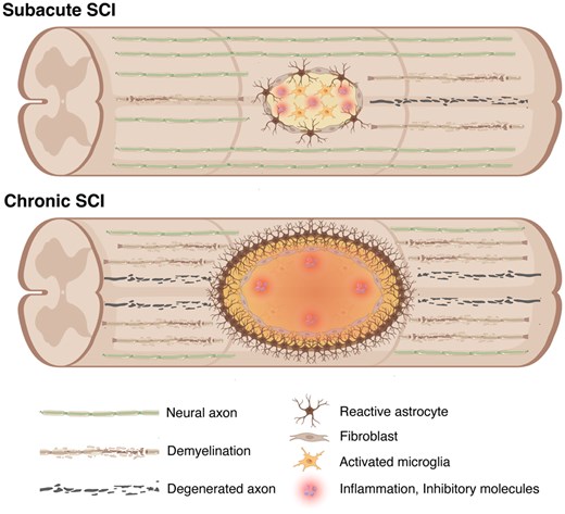 圖2：脊髓損傷后亞急性期和慢性期的病理特征。