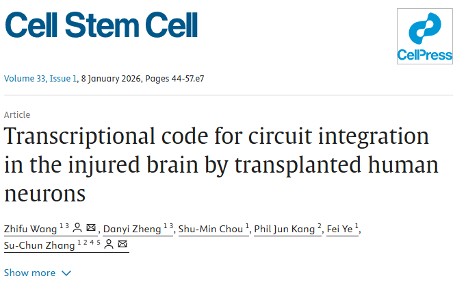《Cell Stem Cell》新解:修復中風腦損傷,干細胞“內在導航”比數量更重要 《Cell Stem Cell》新解:修復中風腦損傷,干細胞“內在導航”比數量更重要